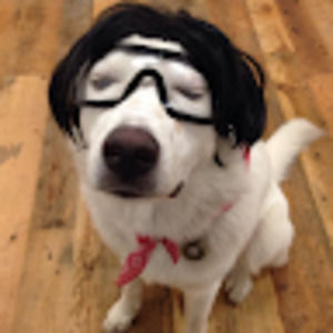 Meet your Posher, Ginger lee